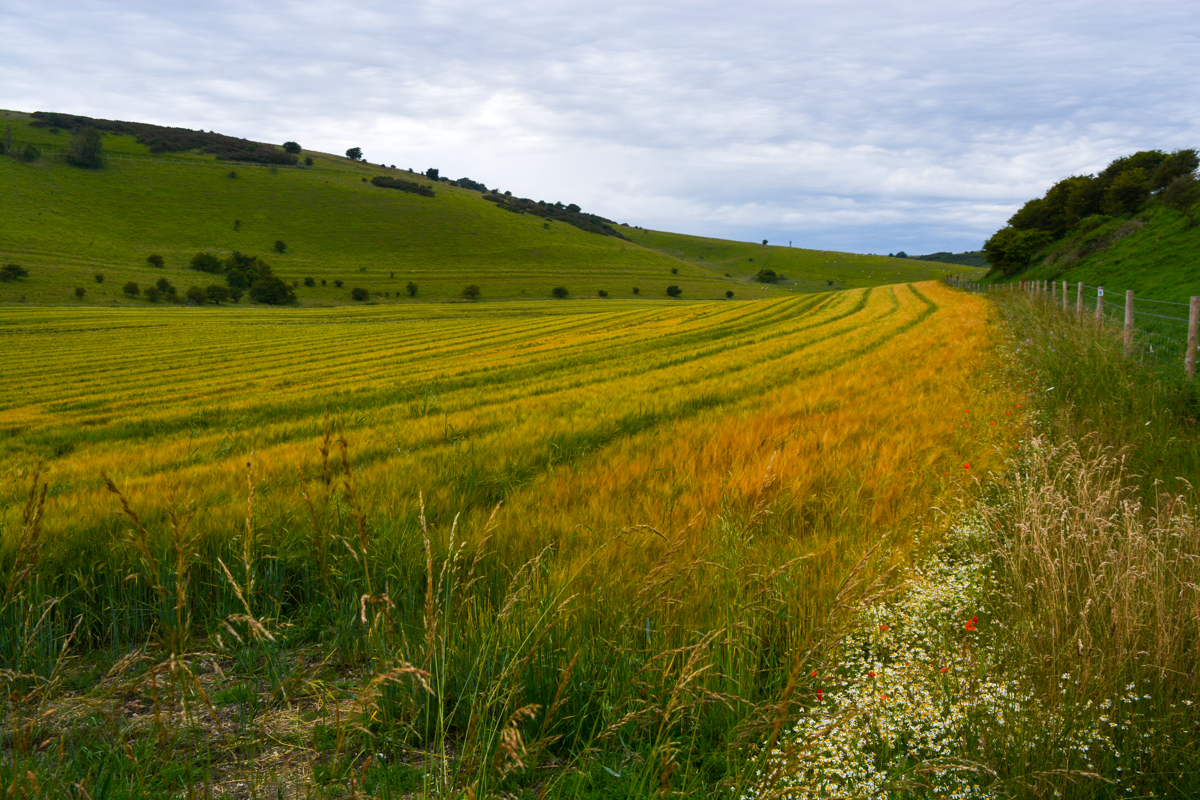 South Downs Ramble