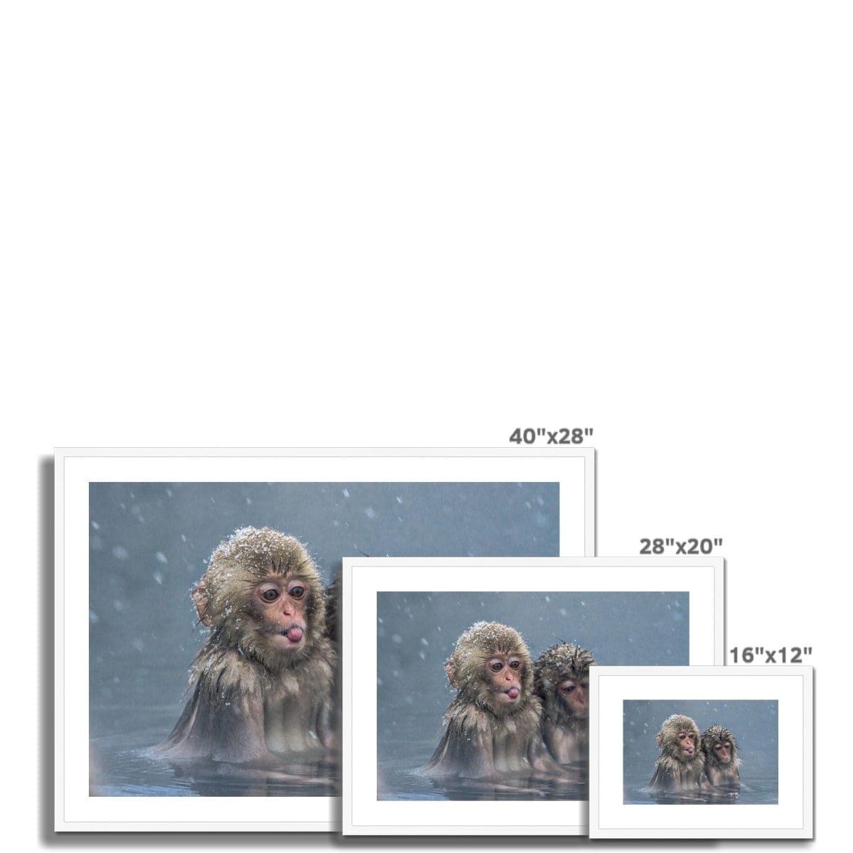 Cheeky Monkey Framed & Mounted Print - Pixel Gallery