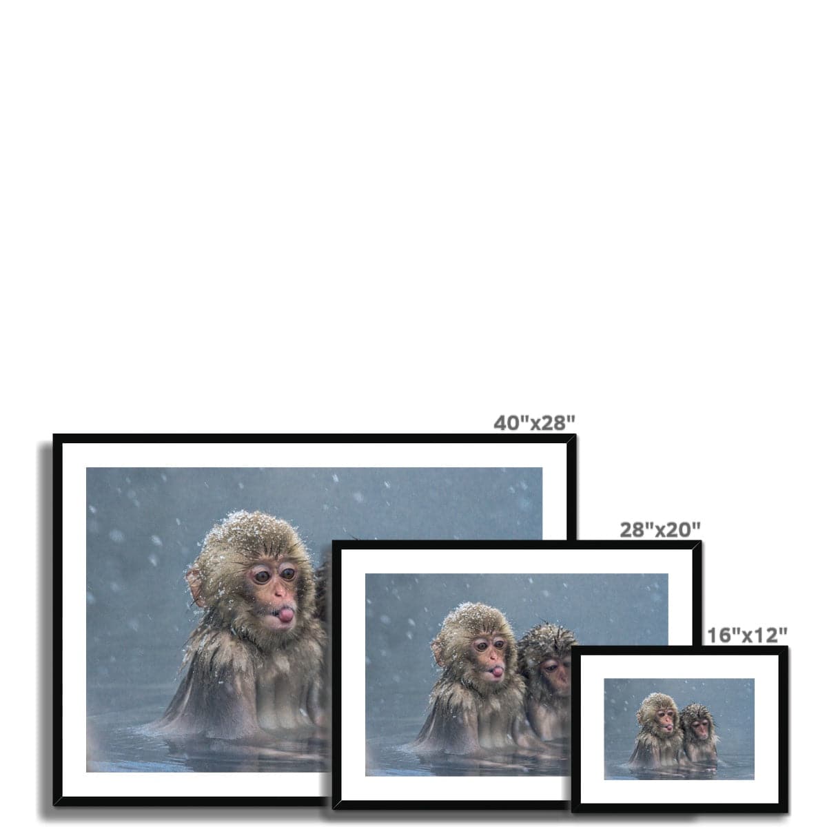 Cheeky Monkey Framed & Mounted Print - Pixel Gallery