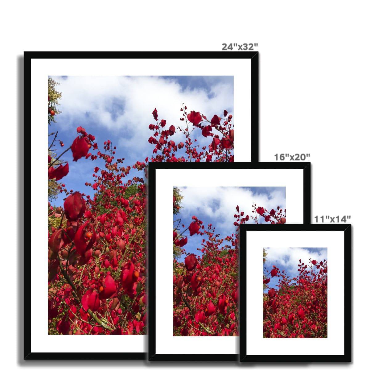 Just a dash of Red Framed & Mounted Print - Pixel Gallery