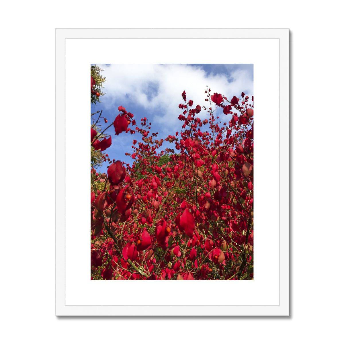 Just a dash of Red Framed & Mounted Print - Pixel Gallery