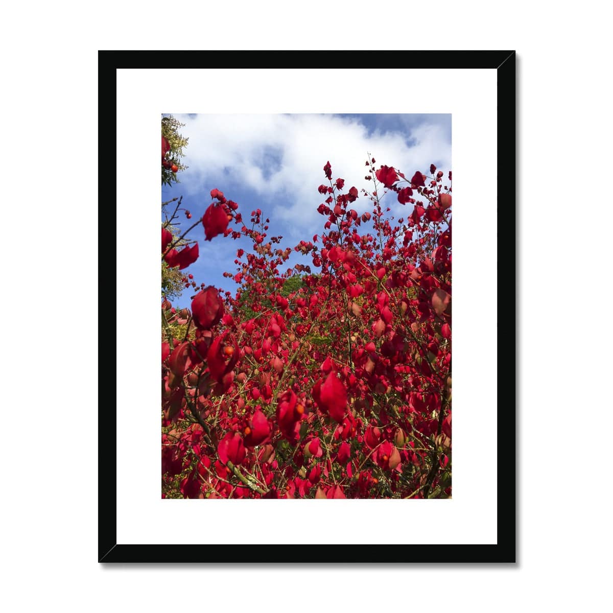 Just a dash of Red Framed & Mounted Print - Pixel Gallery