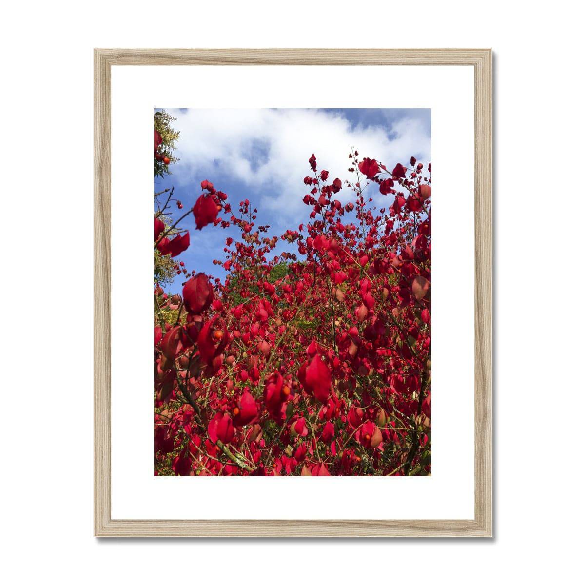 Just a dash of Red Framed & Mounted Print - Pixel Gallery