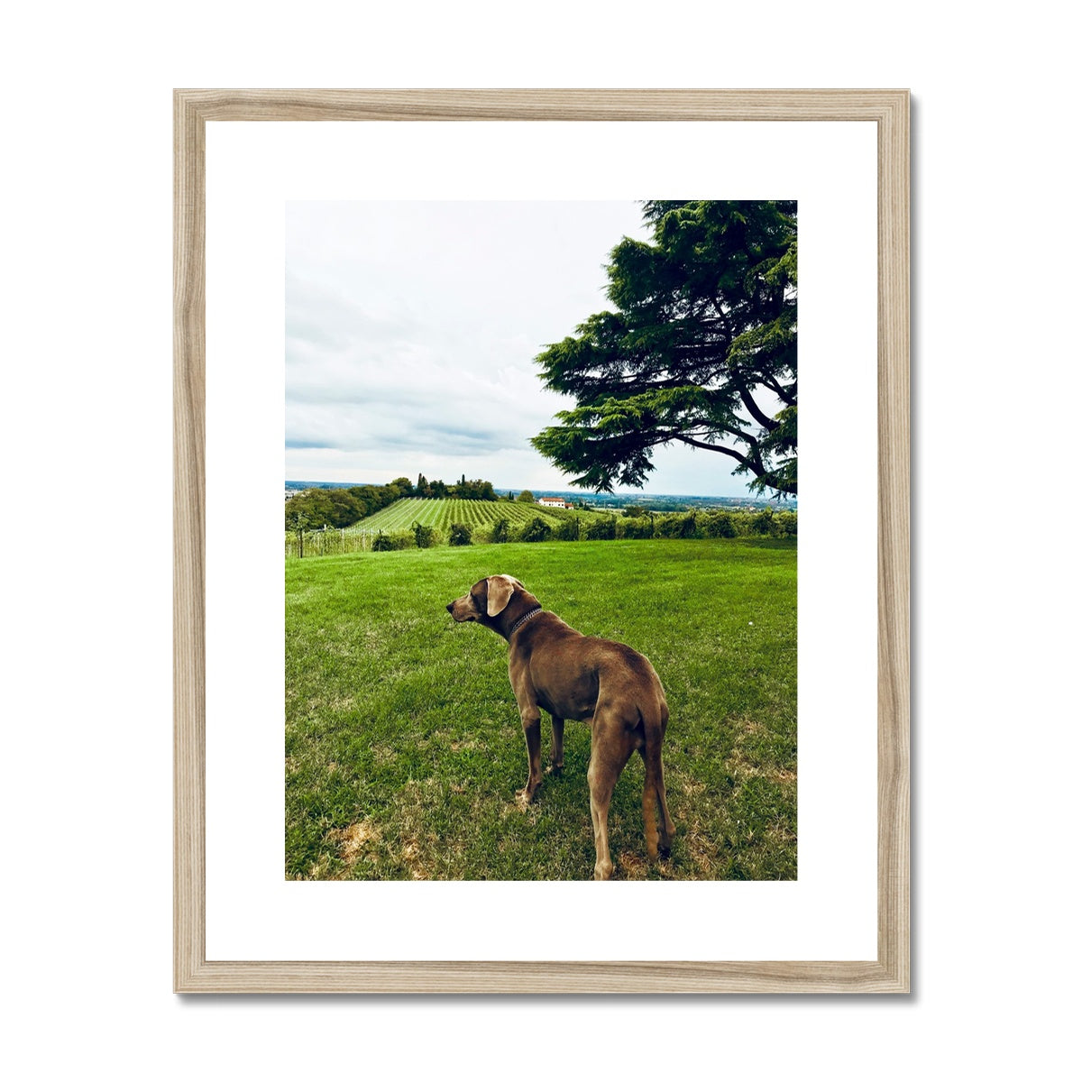 No.300 Framed & Mounted Print - Pixel Gallery